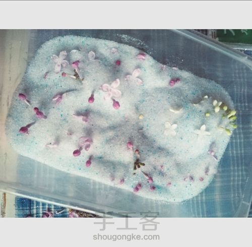 留住花开，凝固时间（花朵标本） 第3步