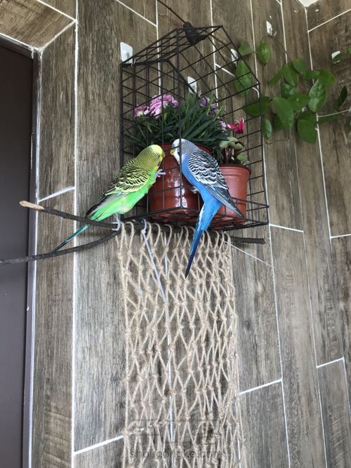 鹦鹉爬架 第7步