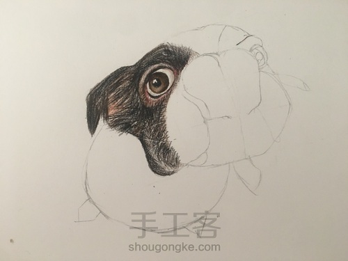 彩铅舔鼻狗 第3步
