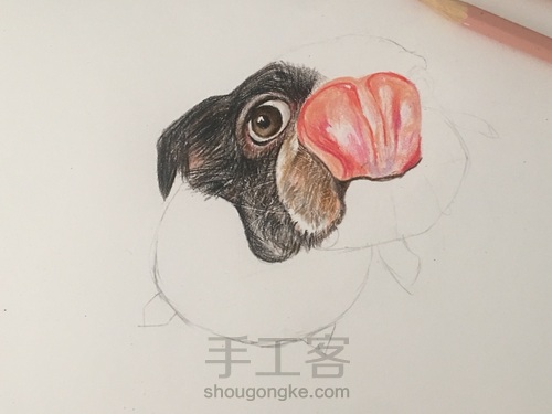 彩铅舔鼻狗 第4步