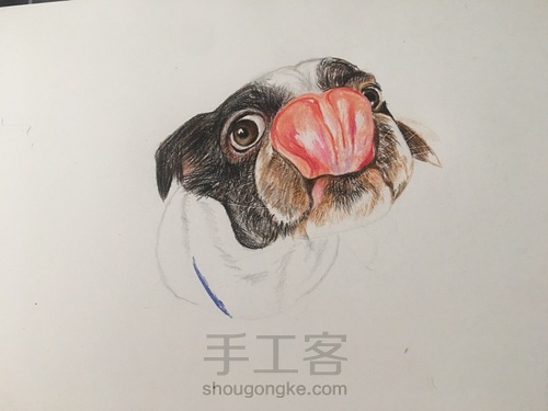 彩铅舔鼻狗 第5步