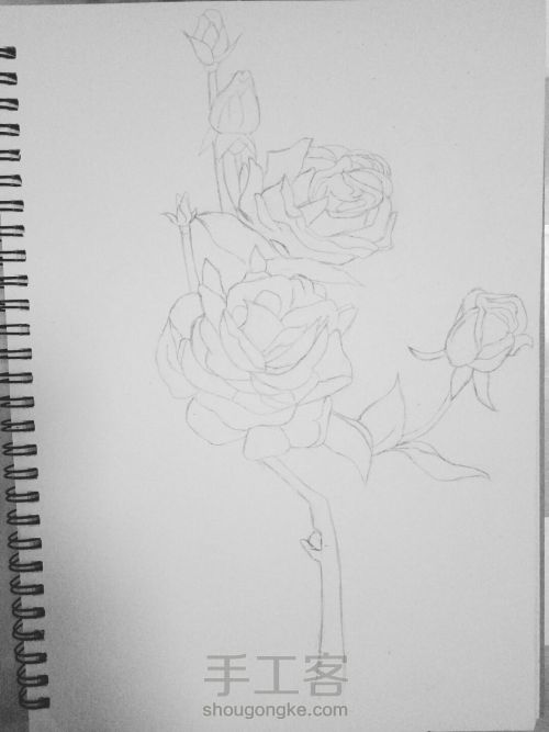 从容·钢笔画玫瑰 第1步