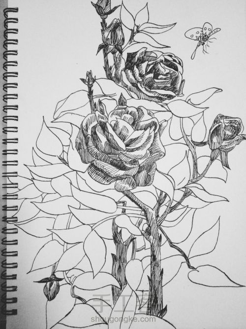 从容·钢笔画玫瑰 第10步