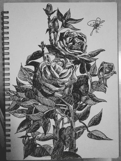 从容·钢笔画玫瑰 第11步