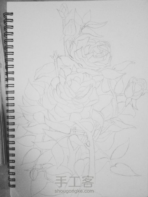 从容·钢笔画玫瑰 第2步