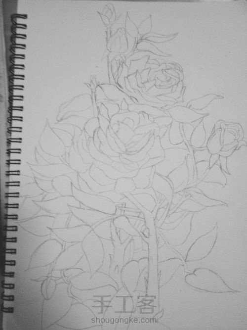 从容·钢笔画玫瑰 第3步