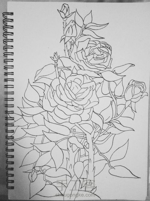 从容·钢笔画玫瑰 第4步