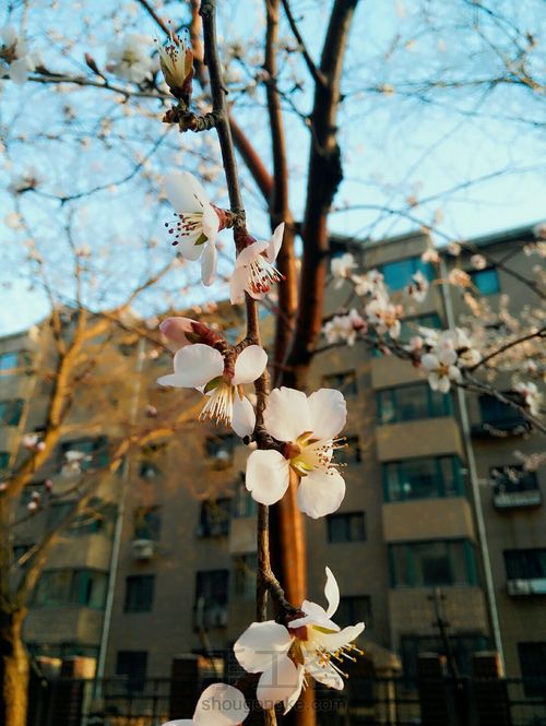 桃花羹 第1步