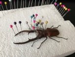 昆虫标本【美他利佛锹甲虫】回软整姿