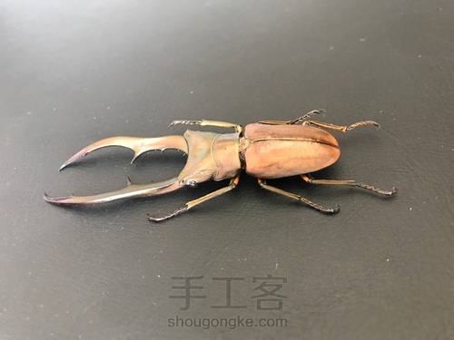 昆虫标本【美他利佛锹甲虫】回软整姿 第3步