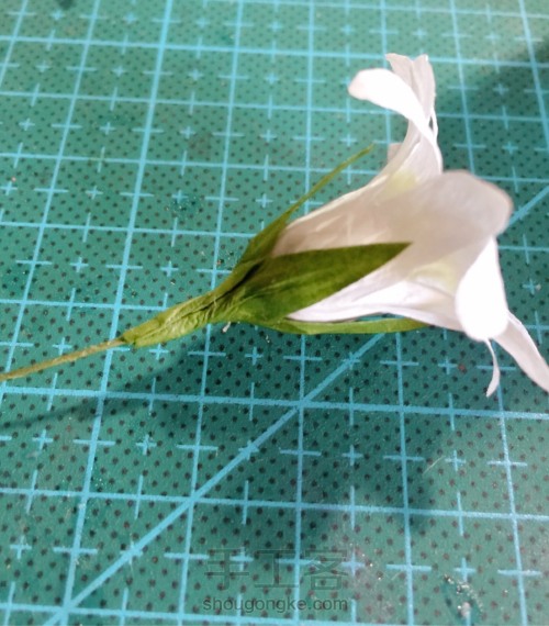 清新的白色小雏菊 第11步