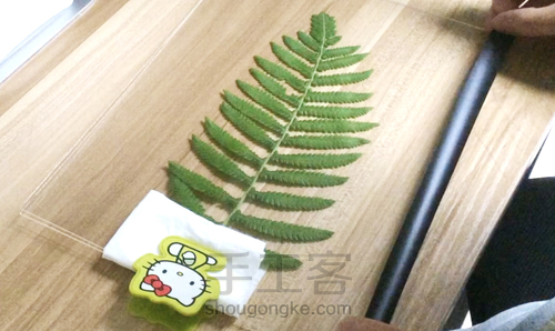 【植物系】— 植物相框 第6步