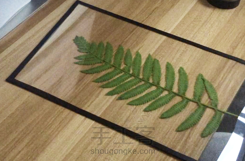 【植物系】— 植物相框 第7步