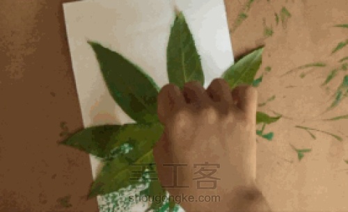 【植物系】— 植物相框 第10步