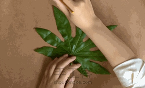 【植物系】— 植物相框 第9步