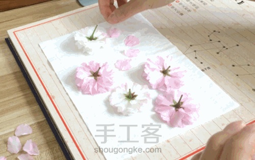 【植物系】— 植物相框 第1步