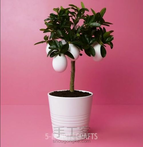 如何种出鸡蛋树 第11步