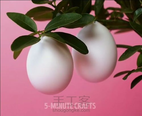 如何种出鸡蛋树 第12步