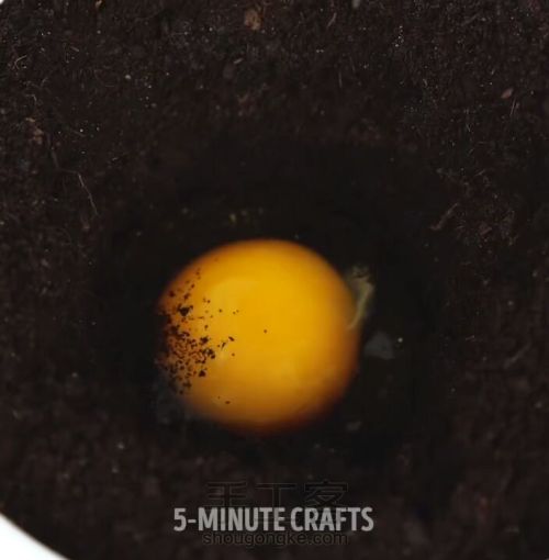 如何种出鸡蛋树 第3步