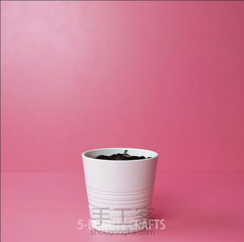 如何种出鸡蛋树 第8步