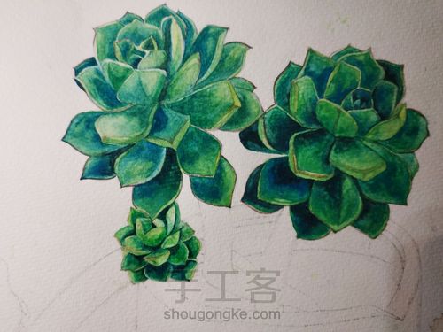 不一样的多肉 第10步