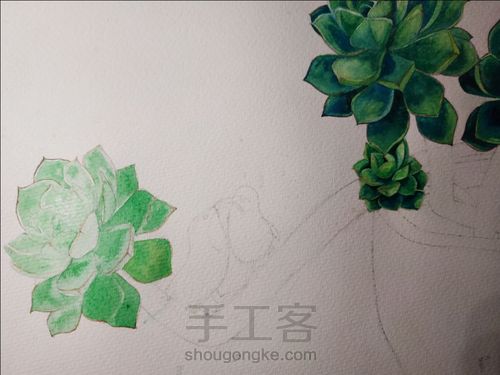 不一样的多肉 第12步