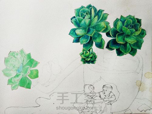 不一样的多肉 第13步