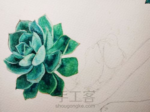 不一样的多肉 第14步