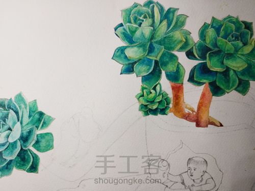 不一样的多肉 第15步