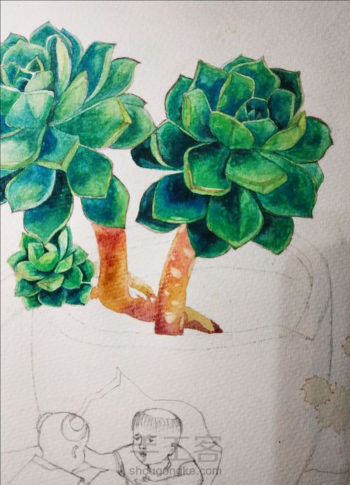 不一样的多肉 第16步