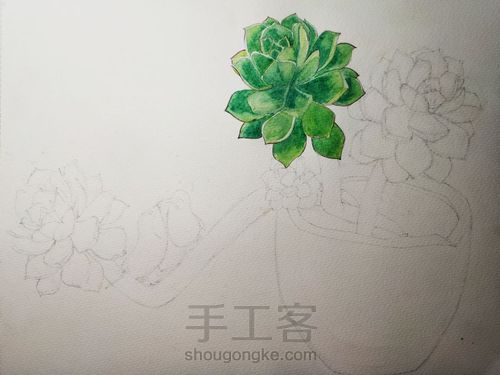 不一样的多肉 第4步