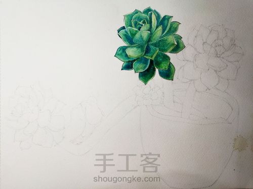 不一样的多肉 第5步