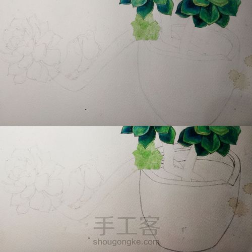 不一样的多肉 第7步