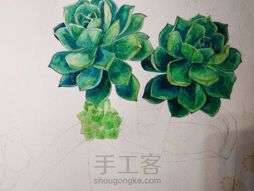 不一样的多肉 第8步