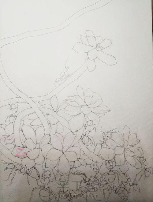 水彩多肉 第1步