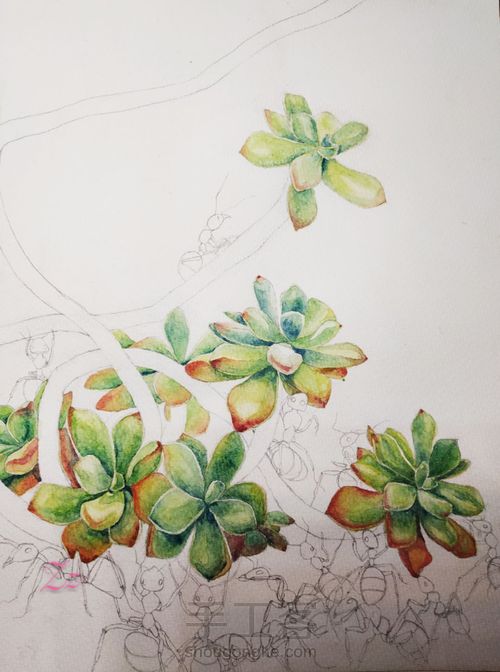 水彩多肉 第5步