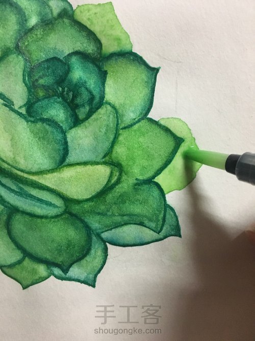 肉乎乎的水彩多肉 第5步