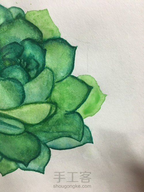 肉乎乎的水彩多肉 第6步