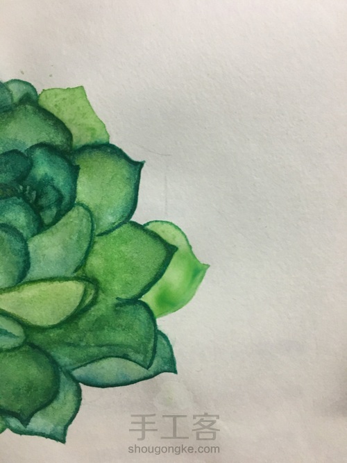 肉乎乎的水彩多肉 第7步