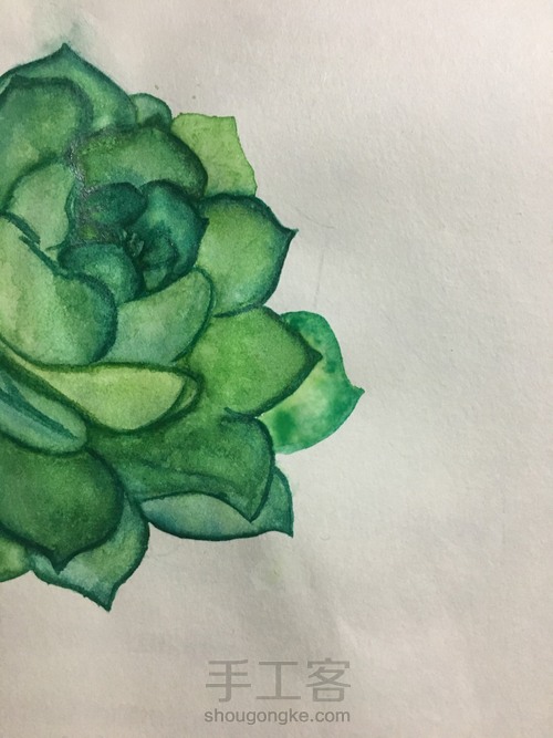 肉乎乎的水彩多肉 第8步