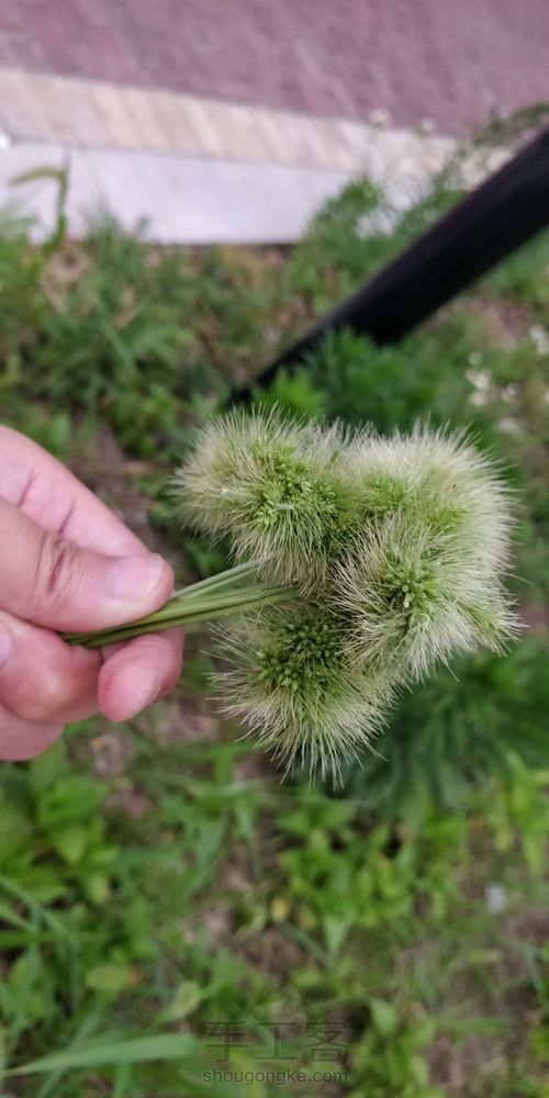 一只狗尾巴草做的猫 第6步