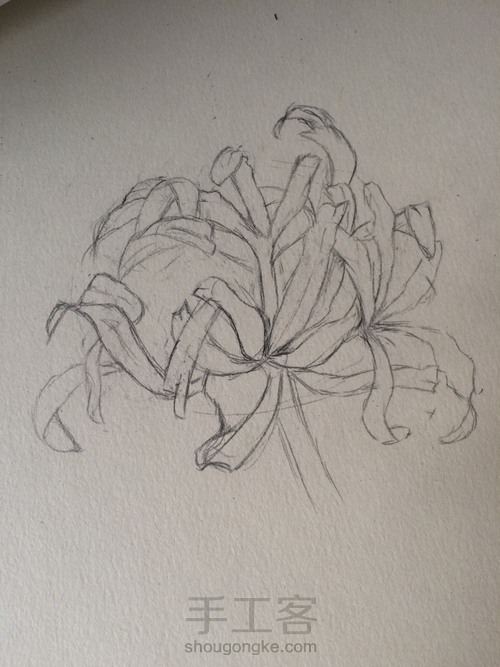 当彼岸花开时(铅笔教程) 第2步