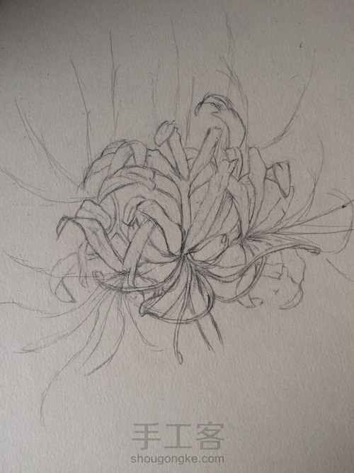 当彼岸花开时(铅笔教程) 第4步