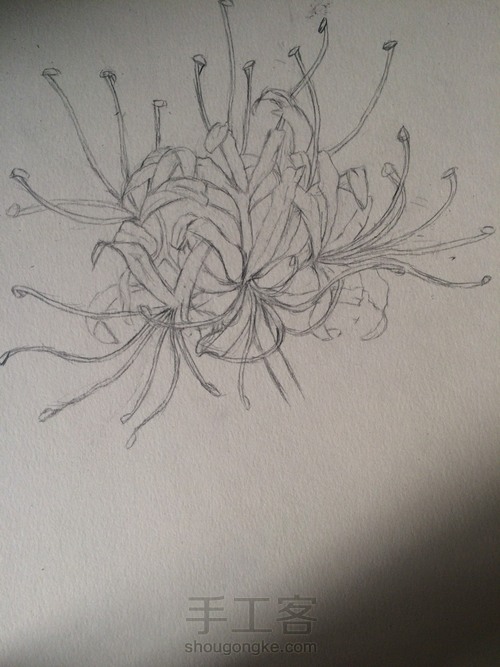 当彼岸花开时(铅笔教程) 第5步