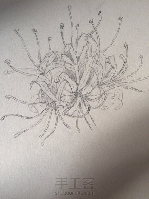 当彼岸花开时(铅笔教程) 第6步
