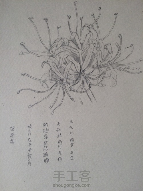 当彼岸花开时(铅笔教程) 第7步