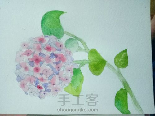 我爱的绣球花 第1步