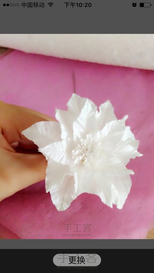 洁白铁丝莲 第11步