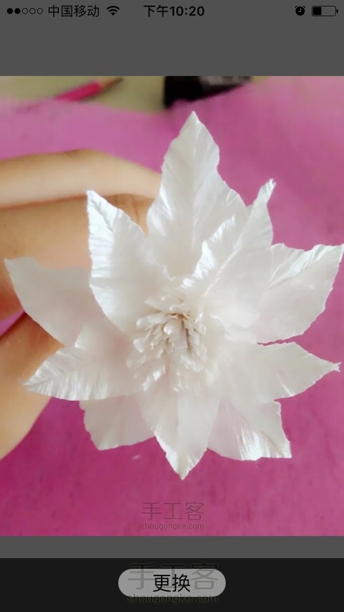 洁白铁丝莲 第10步