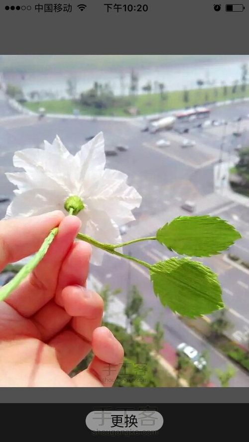 洁白铁丝莲 第14步